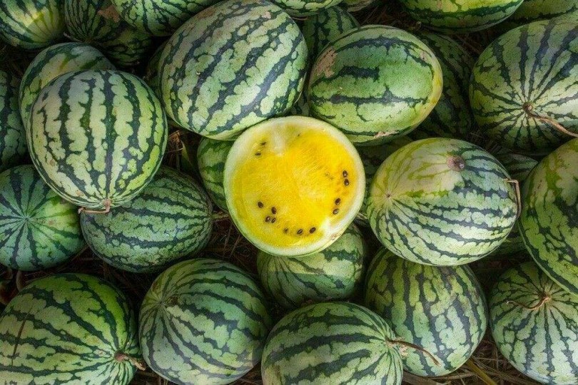 Petit Yellow görögdinnye - Egzotikus görögdinnyék az Egzotikus Növények Stúdiójától